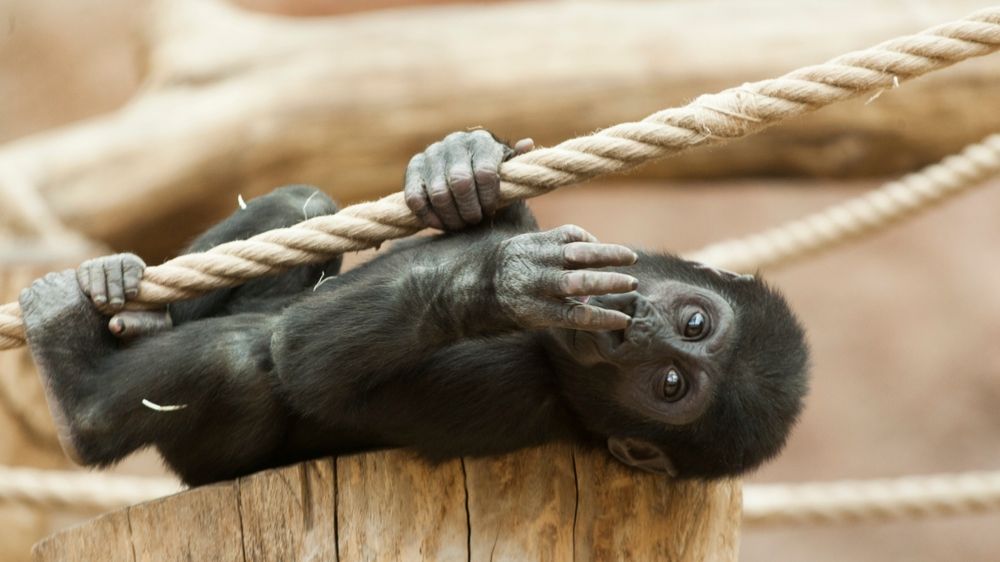 V Zoo Praha se narodila další gorila, samička Mobi má tak sourozence